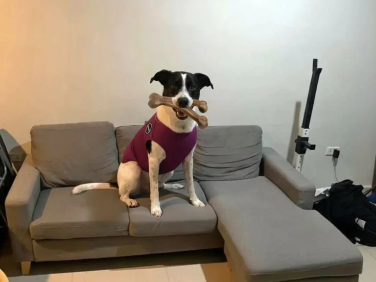 My dog Milo wearing Anxiety Vest and biting a Wishbone Durable Dog Chew Toy to calm him down.