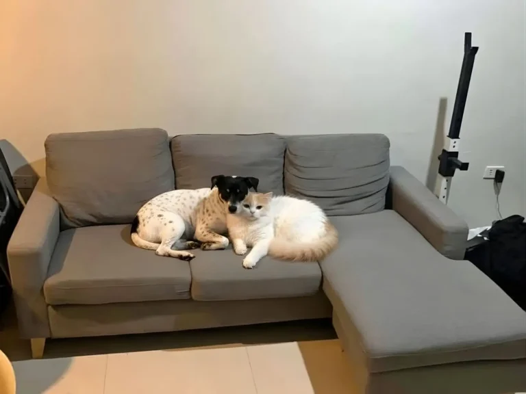 Calming Aids, Pheromones for Cats & Dogs Plus Guides & Tips for Owners