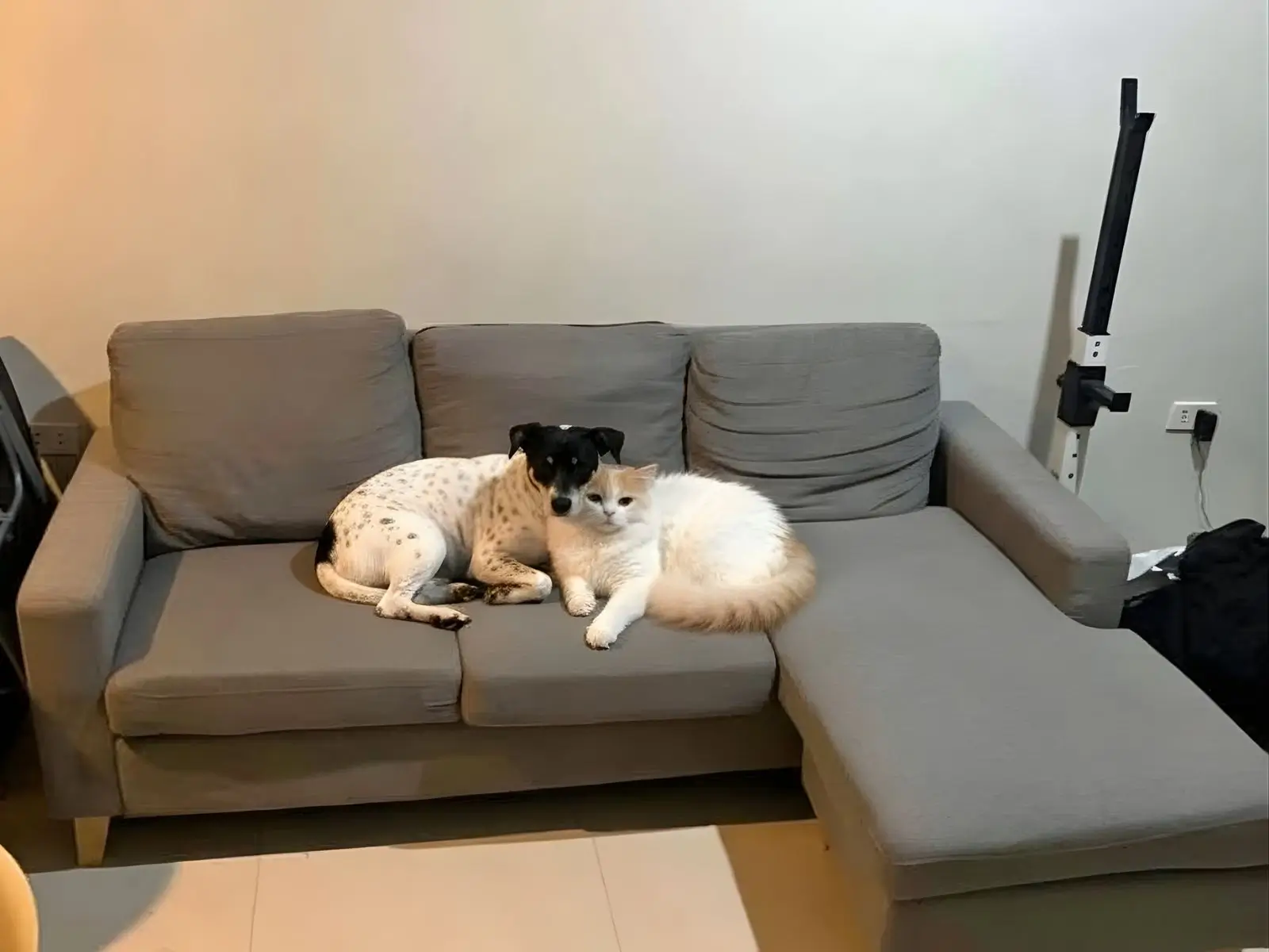 These are my dog Milo and my cat Luna calm and friendly after taking calming aids and pheromones.