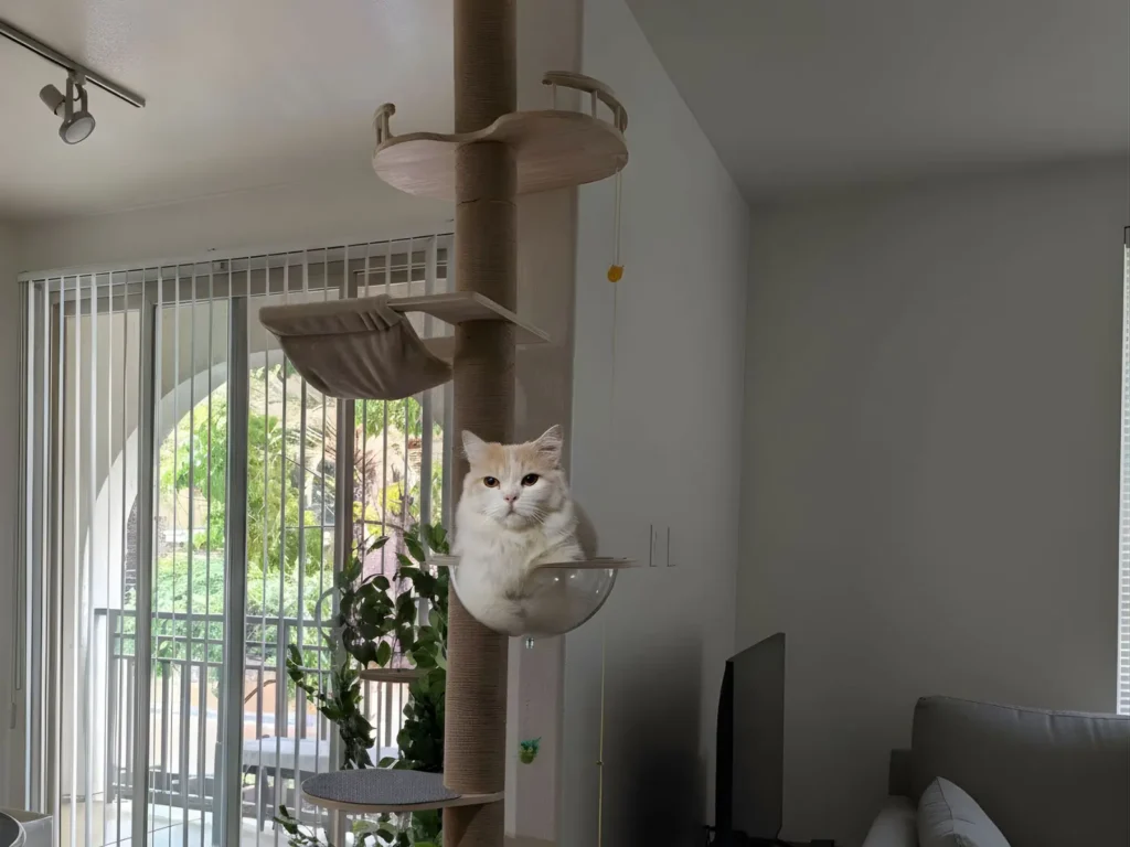 My cat Luna on a vertical cat perch chilling and stress relief